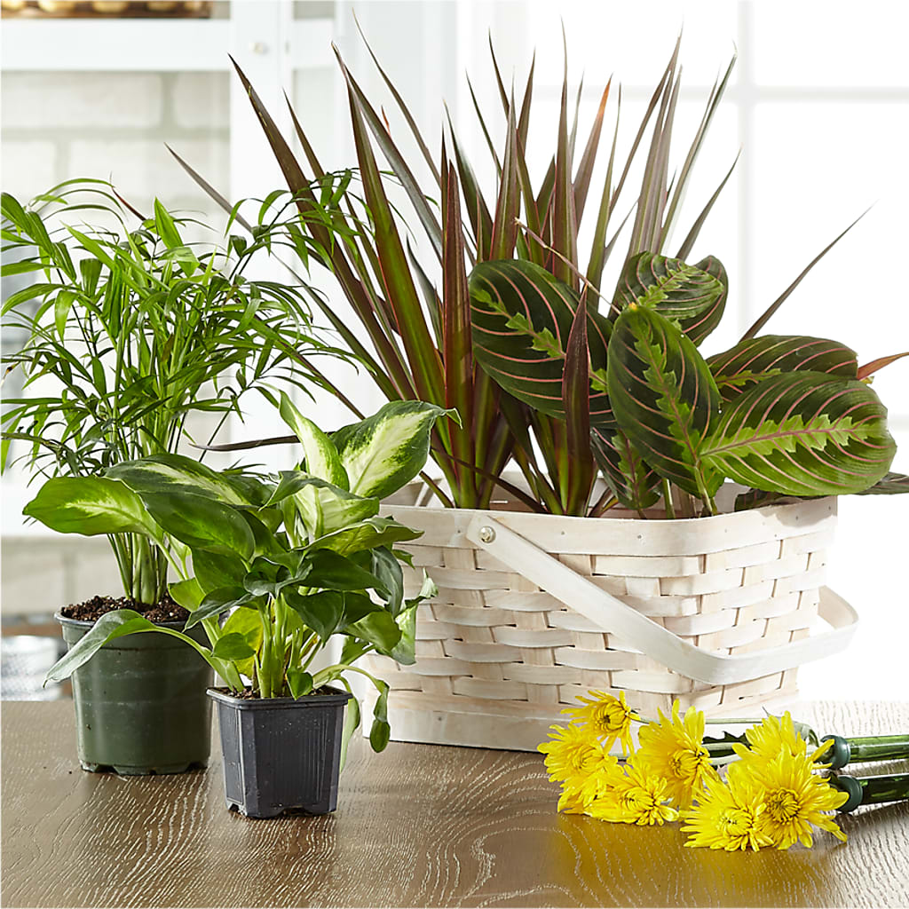 Florist Designed Blooming and Green Plants in a Basket – SIA'S BLOSSOM BLOOMS, Griffin GA