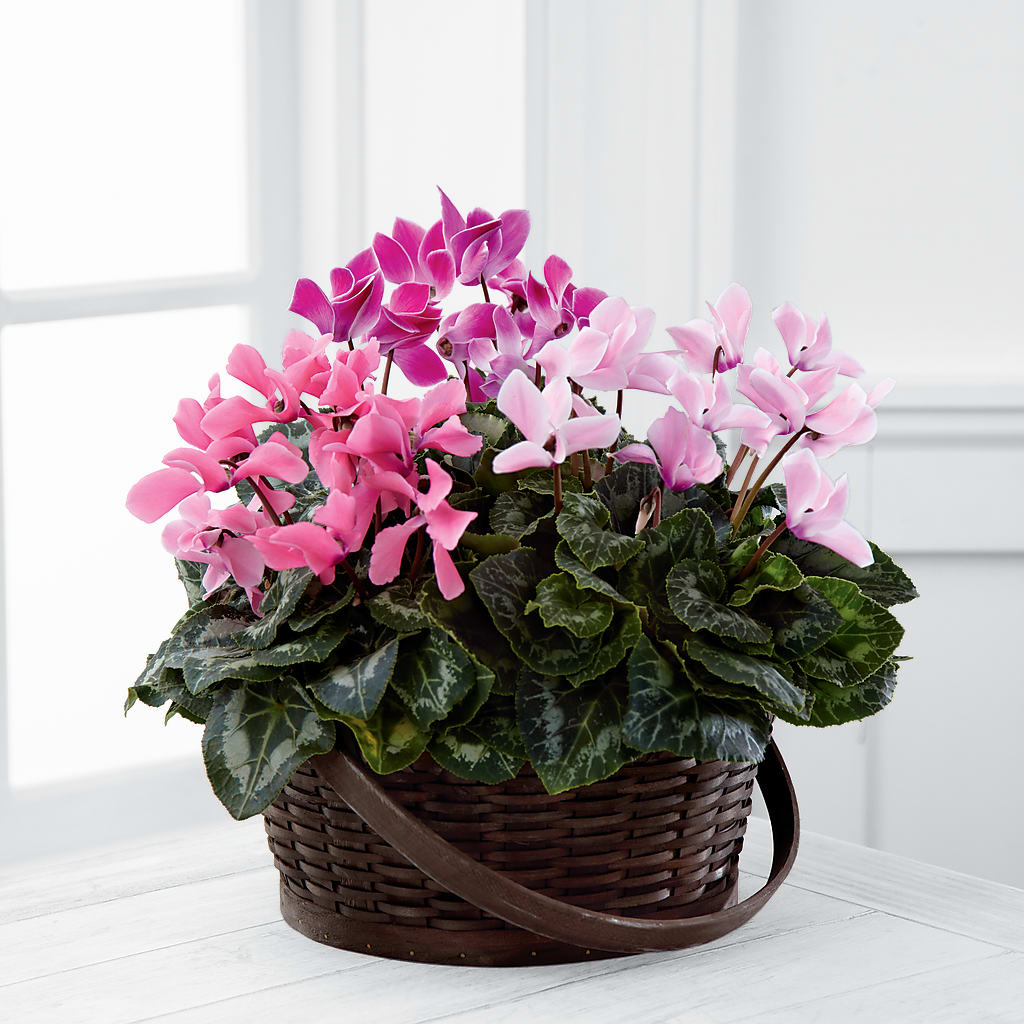 Mixed Cyclamen Planter – SIA'S BLOSSOM BLOOMS, Griffin GA