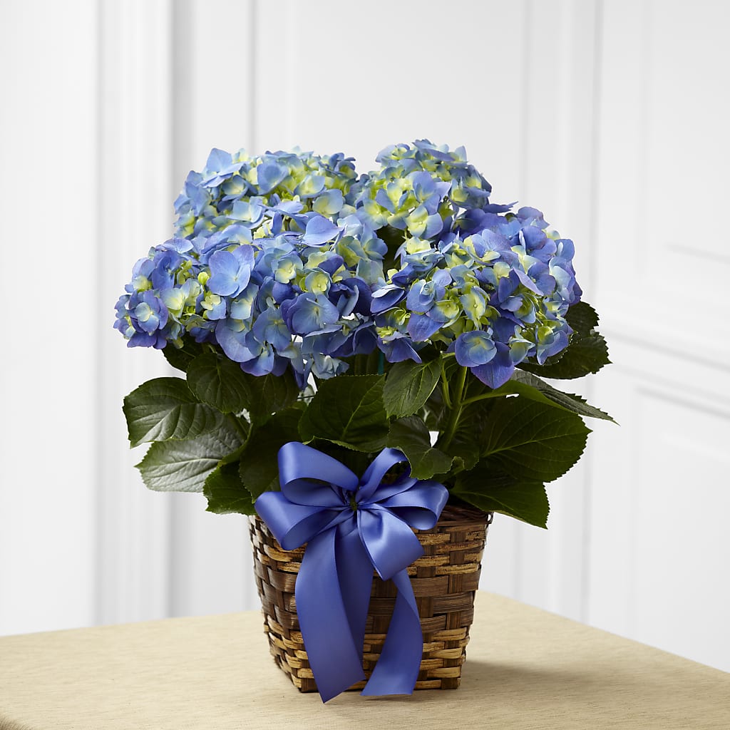 Blue Hydrangea Planter – SIA'S BLOSSOM BLOOMS, Griffin GA
