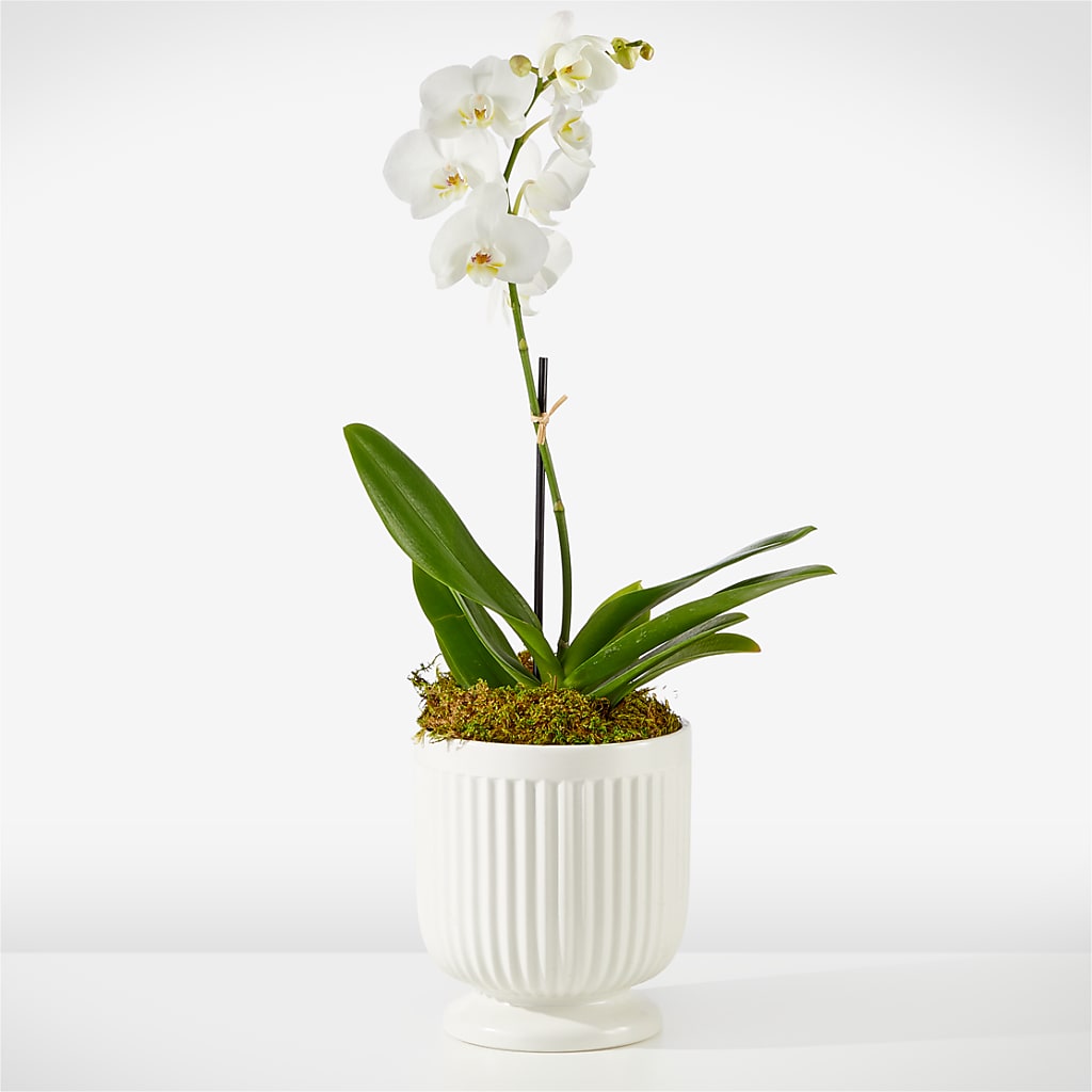 Whispering White Orchid – SIA'S BLOSSOM BLOOMS, Griffin GA