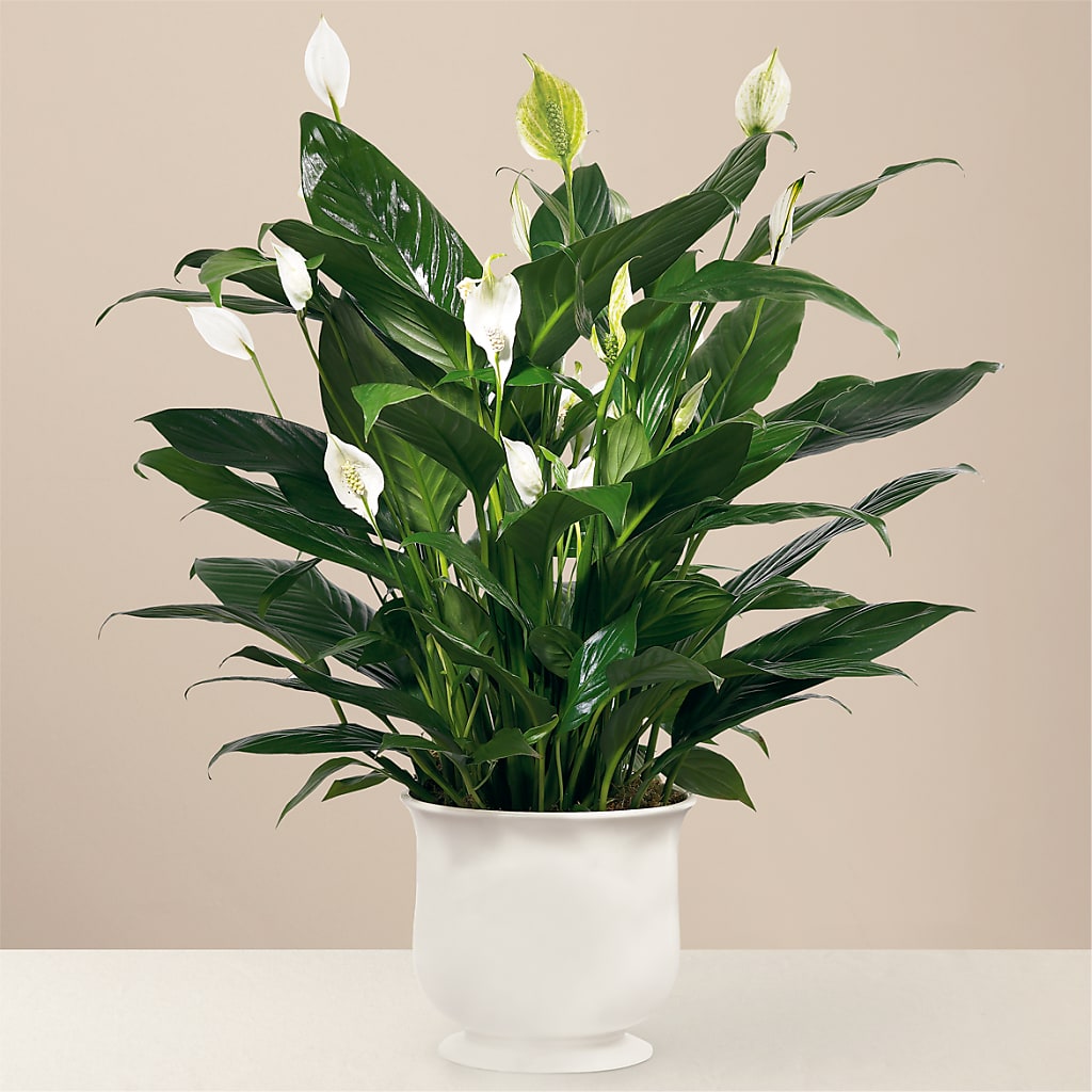 Comfort Planter – SIA'S BLOSSOM BLOOMS, Griffin GA