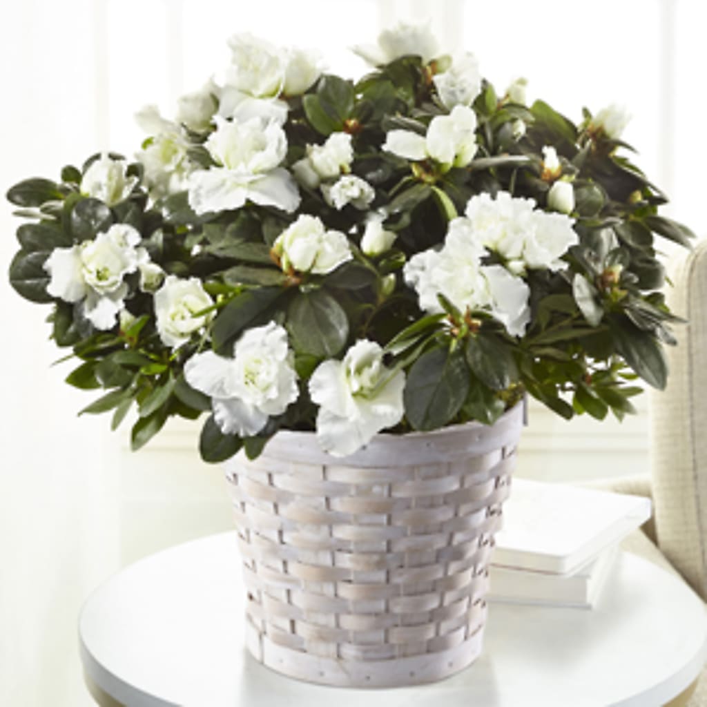 White Azalea Plant – SIA'S BLOSSOM BLOOMS, Griffin GA