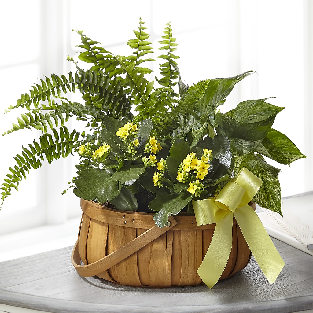 Always Dear Dishgarden – SIA'S BLOSSOM BLOOMS, Griffin GA