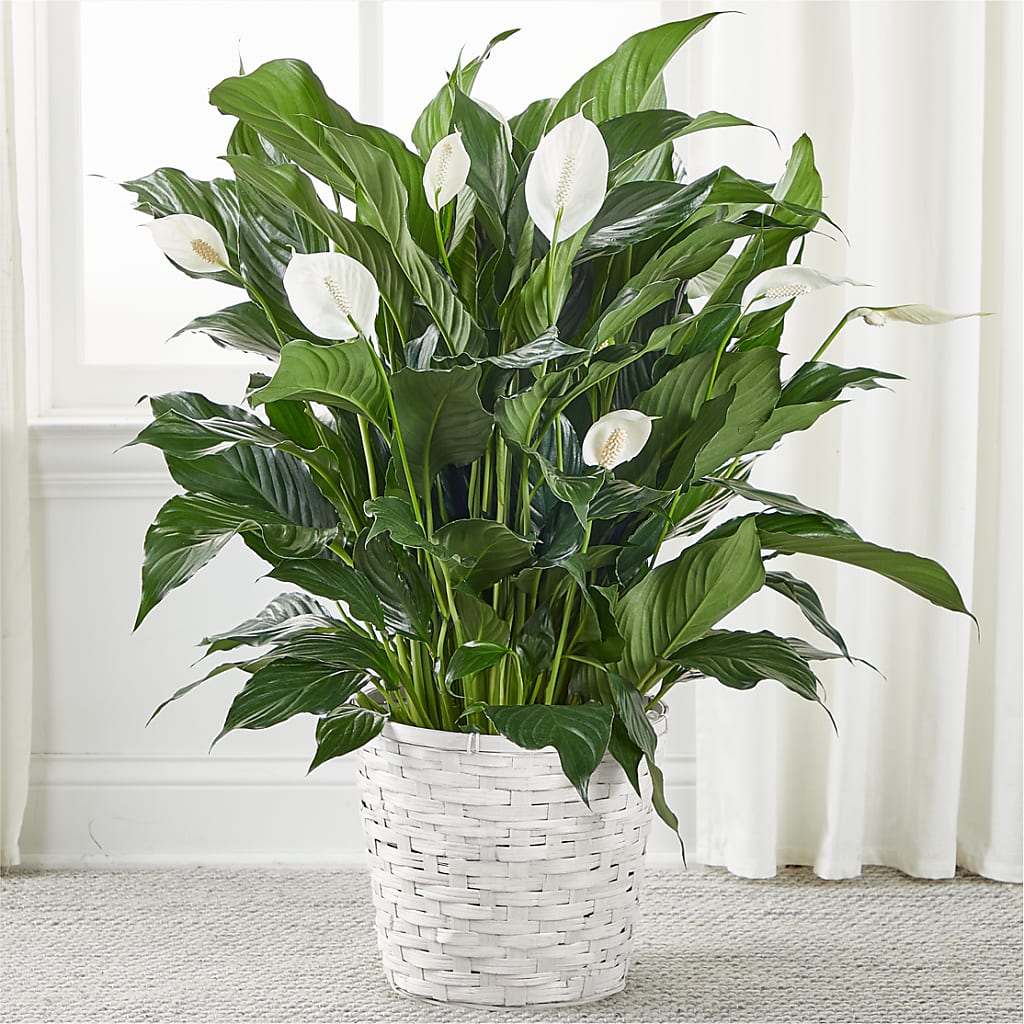 A New Leaf Peace Lily – SIA'S BLOSSOM BLOOMS, Griffin GA