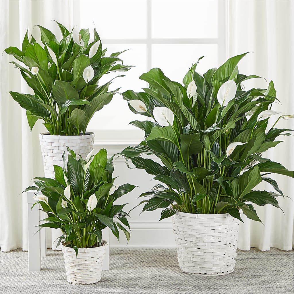 A New Leaf Peace Lily – SIA'S BLOSSOM BLOOMS, Griffin GA