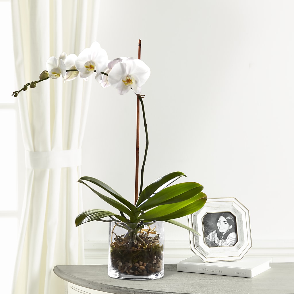 White Orchid Planter – SIA'S BLOSSOM BLOOMS, Griffin GA