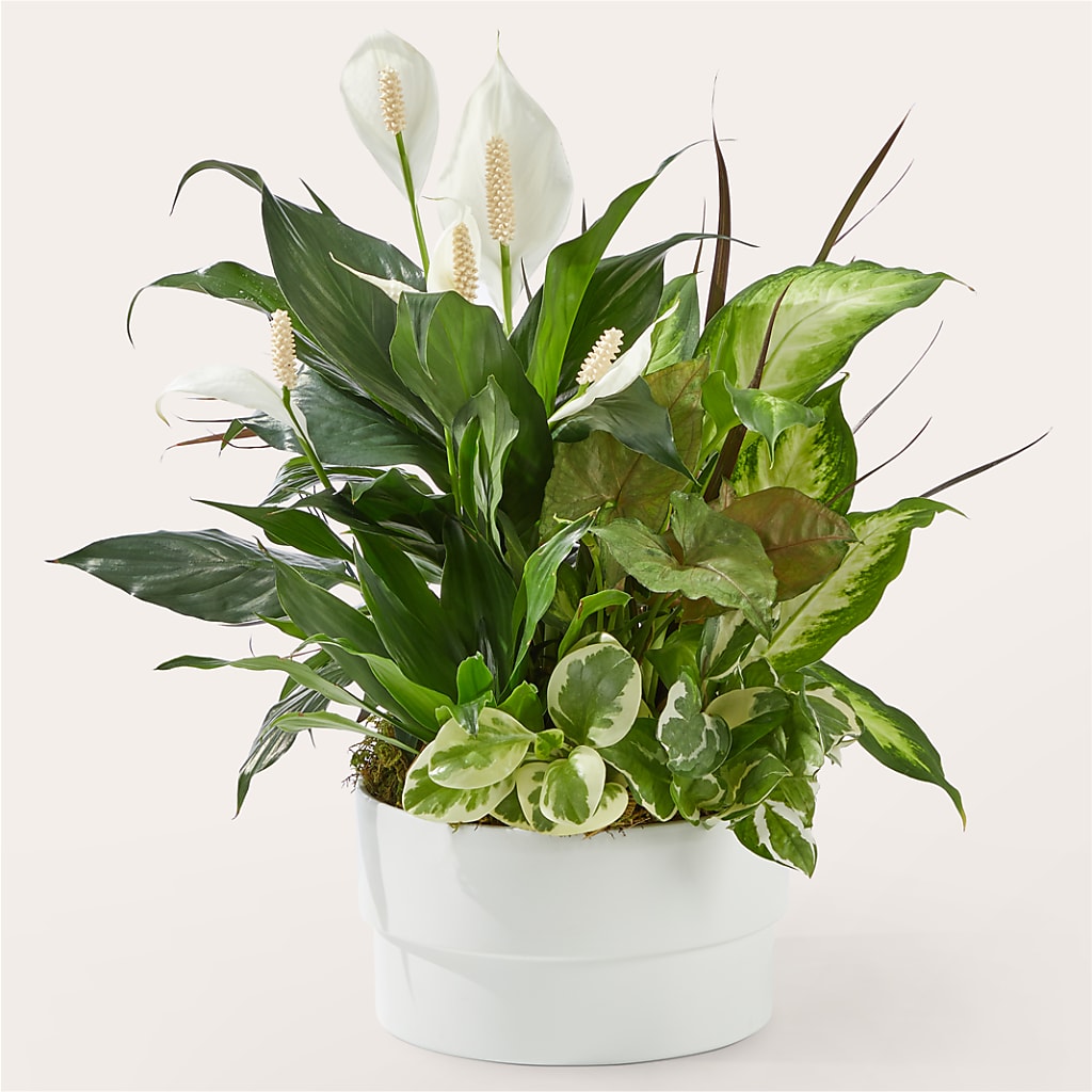Radiating Positivity Dishgarden – SIA'S BLOSSOM BLOOMS, Griffin GA