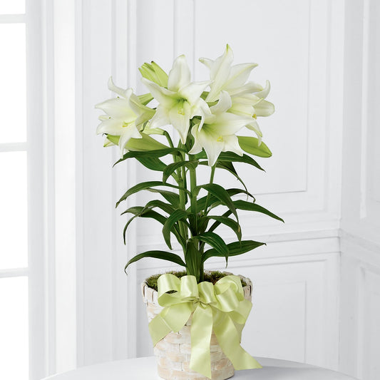 Easter Lily Plant – SIA'S BLOSSOM BLOOMS, Griffin GA
