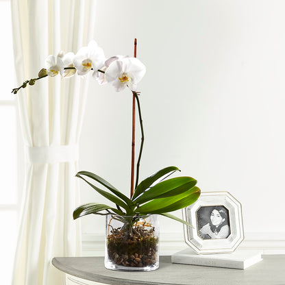 White Orchid Planter – SIA'S BLOSSOM BLOOMS, Griffin GA