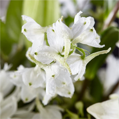 Classic Ivory – A Florist Original – SIA'S BLOSSOM BLOOMS, Griffin GA